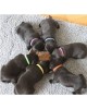 12 collars for puppies