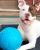 Μπάλα Παιχνίδι Σκύλου JOLLY SOCCER BALL Μεγάλης Αντοχής - Ανθεκτική (Διαφορα Χρώματα)