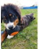 Dingo Εκπαιδευτικό Παιχνίδι Προπόνησης Σκύλου Σε Σχήμα Μπάλας 19cm με ιμάντα 65cm
