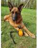 Dingo Εκπαιδευτικό Παιχνίδι Προπόνησης Σκύλου Σε Σχήμα Μπάλας 19cm με ιμάντα 65cm