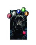 Orbiloc |  Φωτάκι σκύλου - High quality LED safety lights